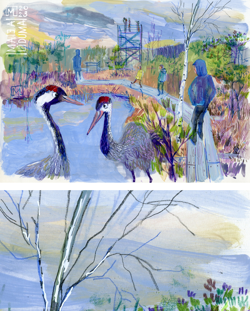 Maija Līduma MaijaLiduma spring illustration colored bird dzērve purvs&amp;nbsp;latviannature&amp;nbsp;moor&amp;nbsp;pencils&amp;nbsp;gouache crane